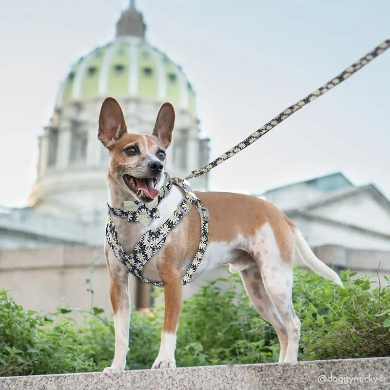 Stylish 3pcs Harness, Collar & Leash Sets in 2 colors & sizes